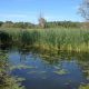 Expanded Protections for Wetlands Included in NYS Budget